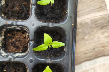 My seedlings need help?