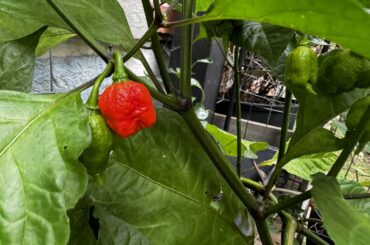 When to know to pick em