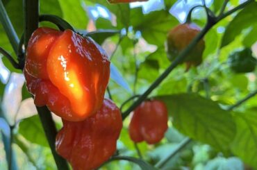 Beautiful lighting on these reapers