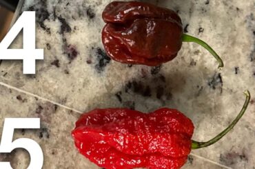 Pepper Identification