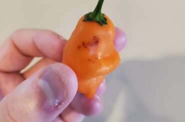 Brown splotches on Habanadas?