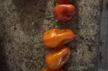 Red primo habaneros
