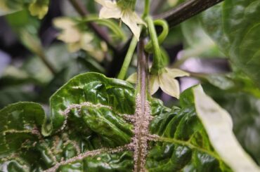 Need help identifying issues on my habanero leafs