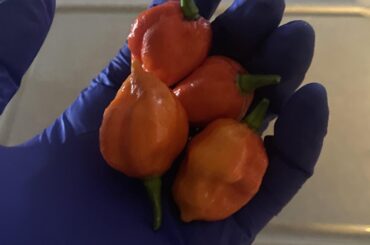 Dragon’s Breath peppers made into sauce