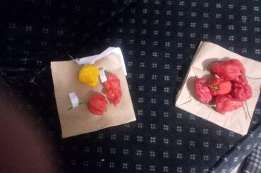 Six carolina reapers on the right. The three on the left are a "death spiral," a "7-pot primo," and a yellow "scorpion ghost." I've already used all but two of the reapers in large crockpot chilis. SO GOOD. But if I want 5-alarm, I need to use 5 or 6 peppers.