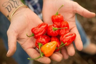 Creating the heresy of habanero peppers, but with a fraction of the heat