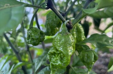 Why are my Carolina Reapers not maturing?