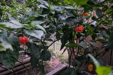 Lucifer XLs starting to rippen