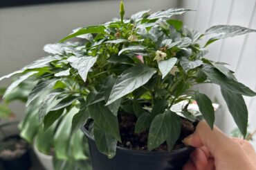 What did I buy? It’s giving me the finger already.