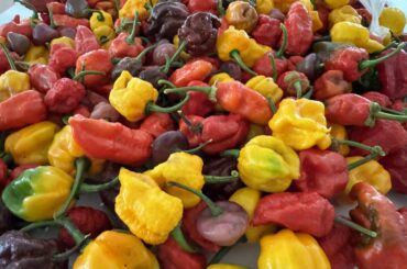 Costa Rica Perpetual Harvest