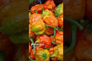 5-Gallon Carolina Reaper Harvest from 2-Year-Old Plants!