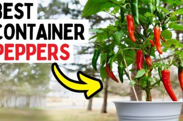 6 Pepper Varieties That THRIVE In Containers
