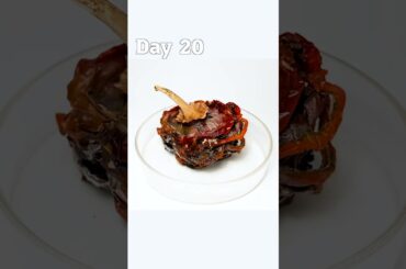 Bell Pepper to LITERAL DUST!