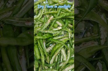 Drying Green Chili Recipe || Easy And Tasty Recipe || Easy Way To Dry Them || #viral @Cookspot40