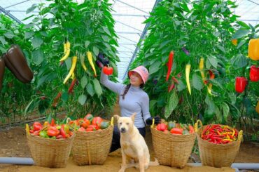 Harvest  Horn Chilies, Chocolate Chilies, Red Bell Peppers, Yellow Bell Peppers To Cook.
