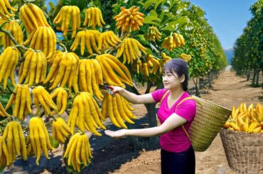 Harvest super spicy mutant hand chili to sell - Unique traditional recipe make best fruit cake