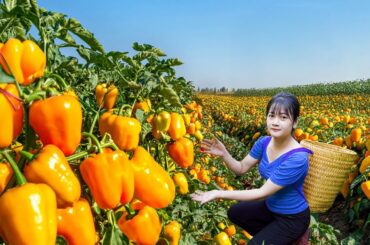Ly Trieu Ca: Harvesting sweet giant tropical bell pepper - Recipe traditional make best fruit salad