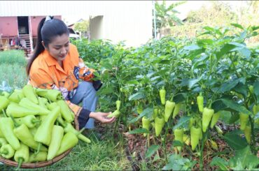 Country chefs: Harvest banana pepper and cooking - Delicious country food recipe