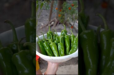 Chilli achar recipe #shortvideo