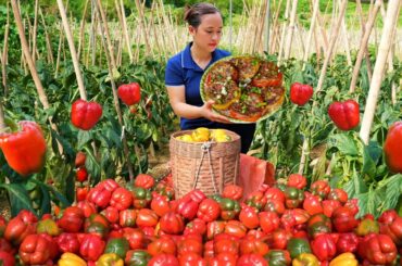 How to Harvest Bell Peppers to sell and Cook Delicious Stuffed Bell Peppers | LTC - Free Bushcraft