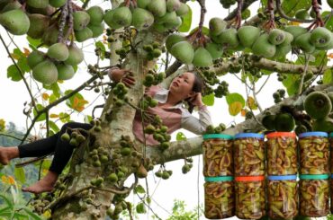Harvesting Ngoa Fruit, Recipe for Pickling Garlic and Chili in a Jar to Sell at the Market.