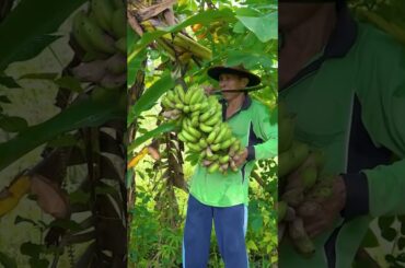 Harvesting banana, cooking vegetables soup and fish chili sauce #villangelife #cookingvlog #banana