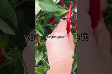 Dried Chili Peppers: Perfect Spice, All Year Long #cooking #chilis #gardening #foodpreservation