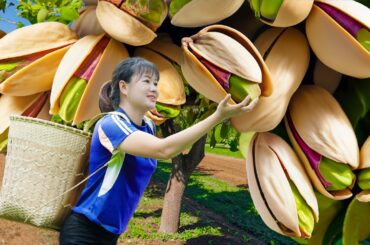 Harvesting Pistachio To Sell - Recipe for making delicious crispy salted and chili pistachios