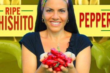 Shishito pepper Recipe | Ripe Shishito