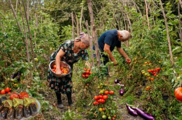 Harvesting Eggplant and Peppers from Our Garden | Azerbaijani Stuffed Vegetables Recipe!