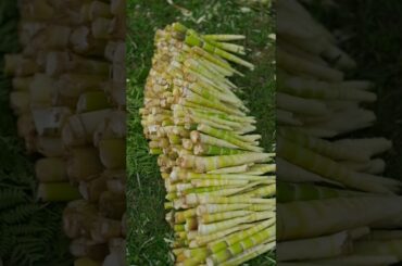 "Fresh Bamboo Shoot Recipes: Hand-Peeled Shoots, Pickled Pepper Shoots & Pork Rib Soup!". #shorts