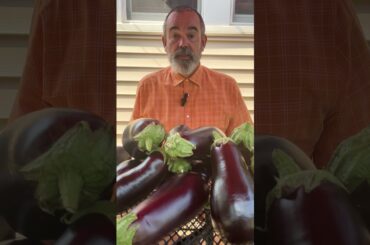 Billy Bob and the Eggplants