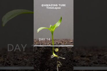 Growing Red Bell Pepper Plant - Time Lapse
