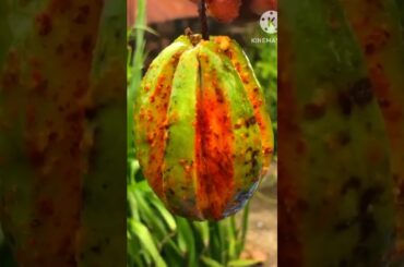 Mouth Watering Chili Guava Masala Recipe#food#shorts#viralvideo