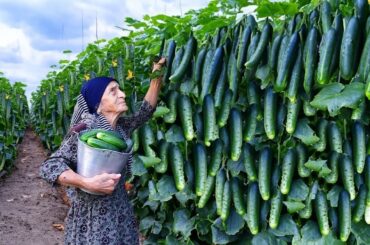 Mix of Village Canning Secrets | Stuffed Pickled Fresh Pepper and Tomato, Cucumber for Winter