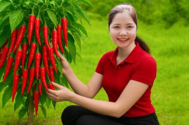Harvesting 1500+ Kg Red Chili Goes To Market Sell, Make Super Delicious Pickled Garlic & Chili