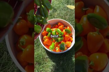 Do Bell Peppers Have More Vitamin C Than Oranges? The Truth Might Surprise You!