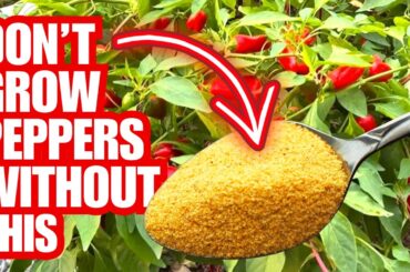 My Secret Recipe For Growing Tons Of Peppers