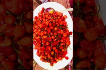 Khursani  Nepali Chili Recipes short video Karunavlog