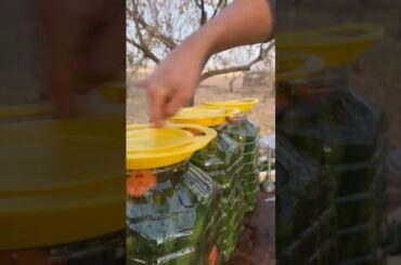 Probiotic garlic pepper pickles | Probiotic   #homemade #pickle #shorts