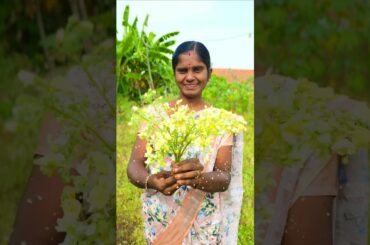 Murungai poo podi curry #shorts #trending