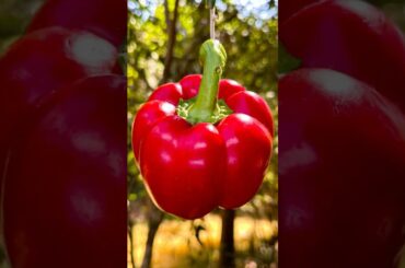 Bell Pepper Hacks for SURVIVAL in a Pinch!