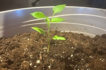 Update 25 days later! 3 plants different angles