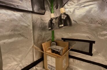 Pepper seedlings during winter storm?