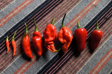 Can you ID these peppers?