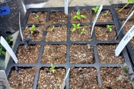 Second year attempting peppers