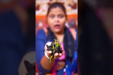 Chilli Pakoda Recipe #shorts #chilli #pakoda #viral #shortsfeed