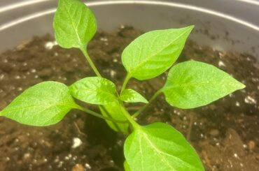 Picture 1 to 2 is 1 month old the next 3 are 3 weeks old today