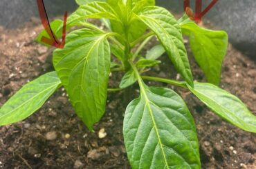 Scotch bonnet pepper leaves