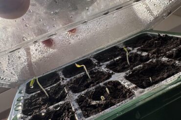 What next? Germination after 7 days